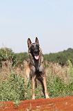 MALINOIS 305